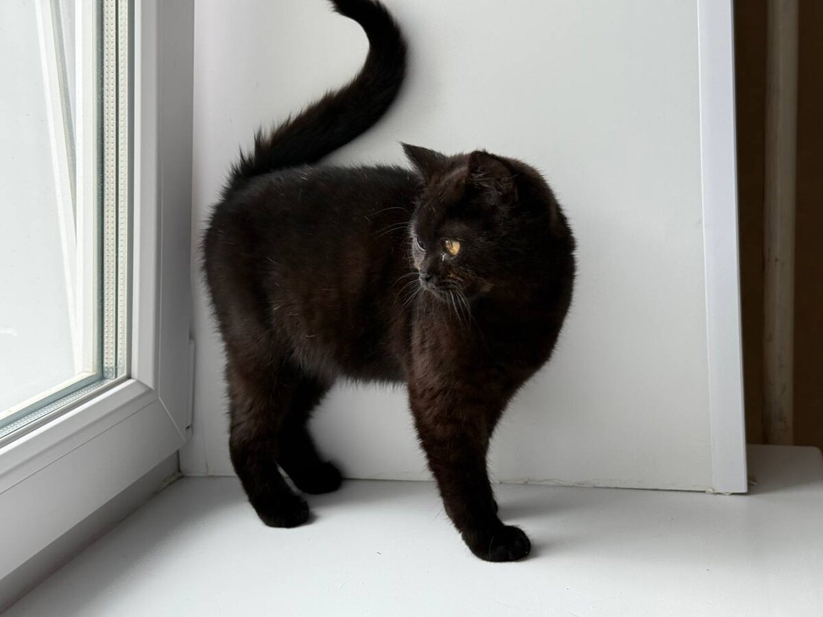 Доброе отношение и немного ласки и Линда ожила. Фото из архива автора