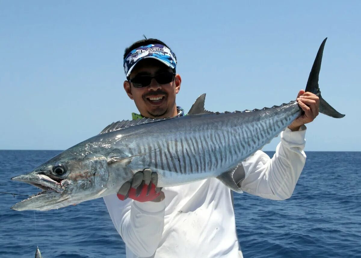 Королевская макрель (лат. Scomberomorus cavalla) – вид рыб семейства скумбриевых.