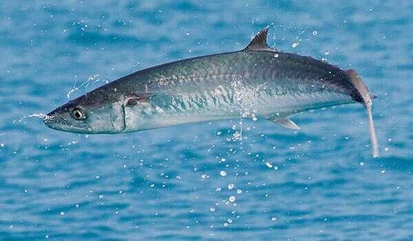 Рыбы обитают на глубинах до 180 метров у внешнего края рифов, совершают сезонные миграции.