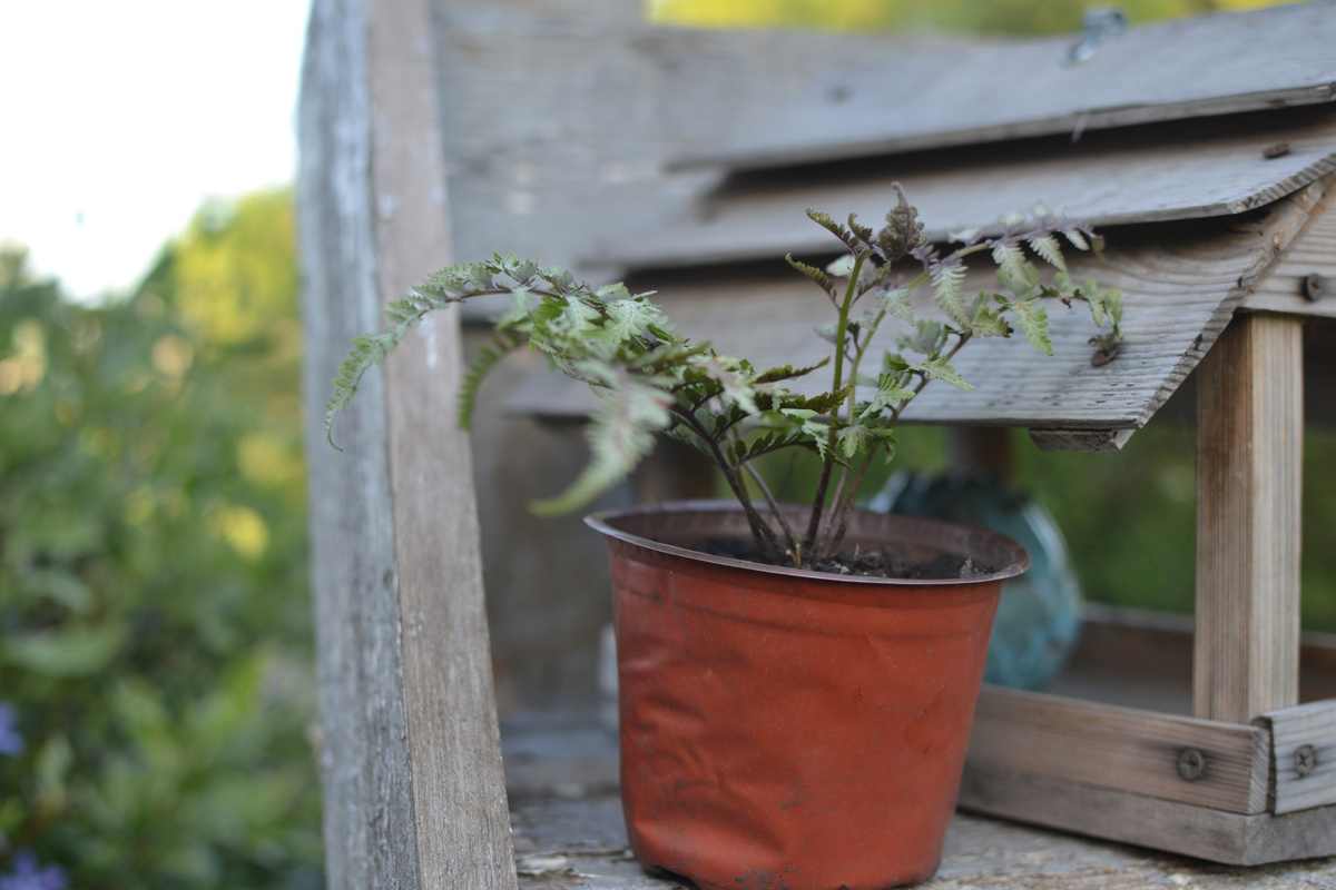 Кочедыжник, тоже настоящий, но уже мой