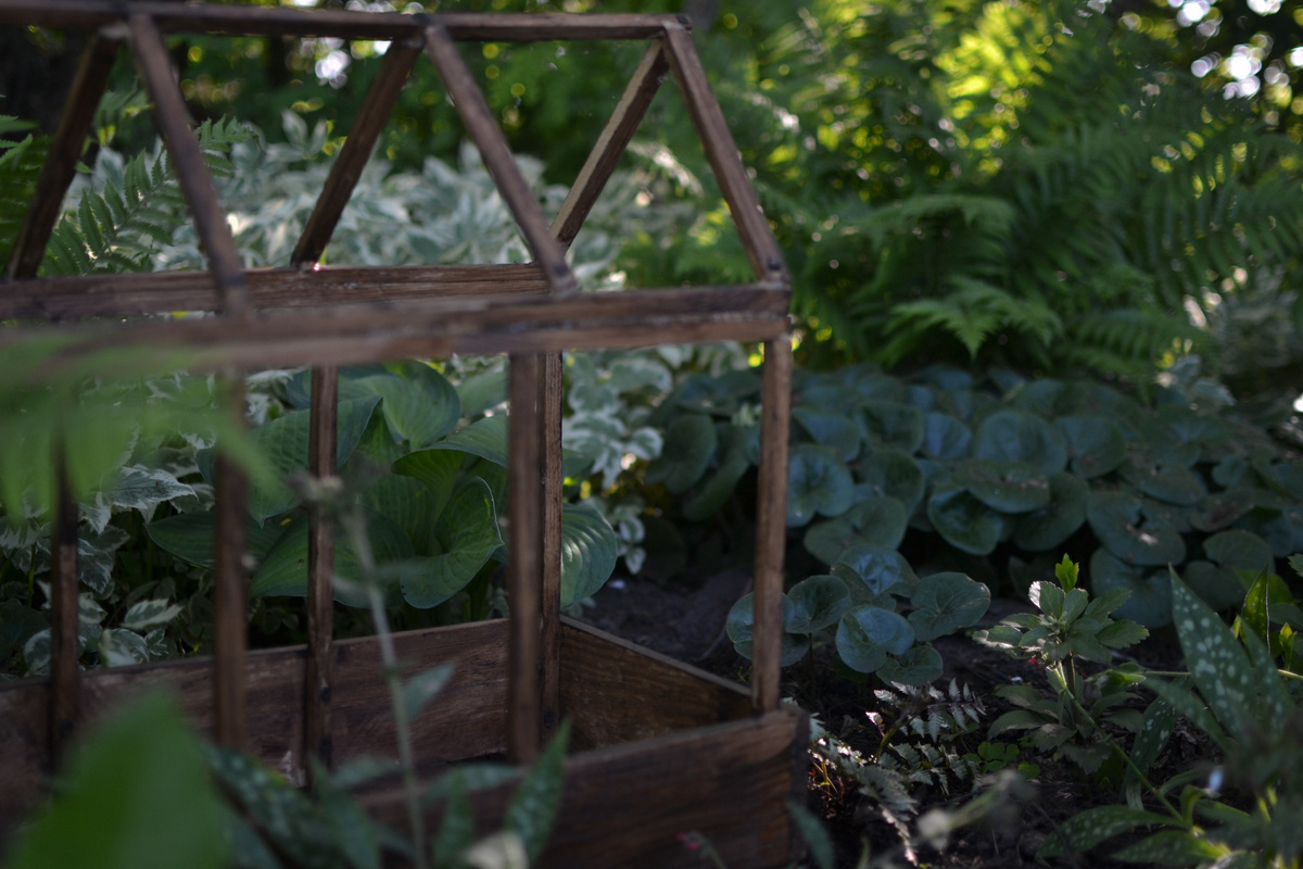 Две фотографии, кочедыжник справа от теплички