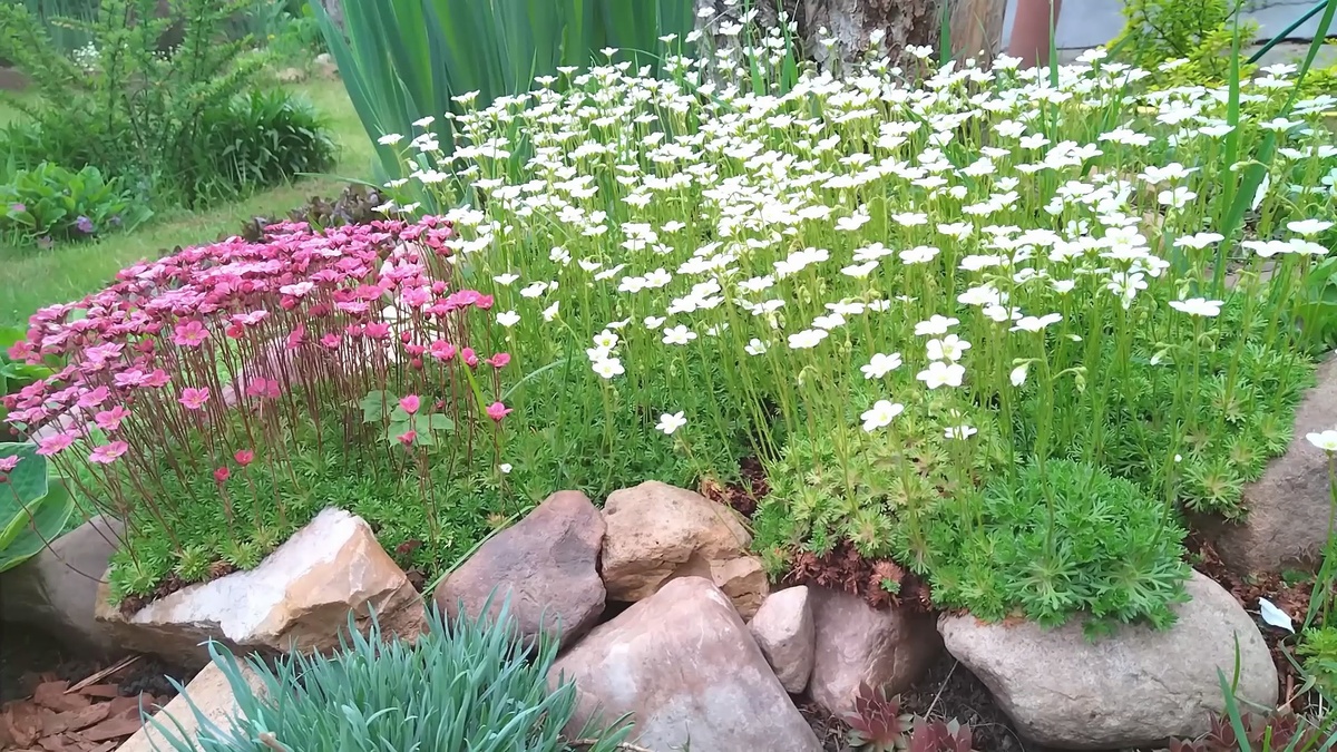 Май в моем саду.