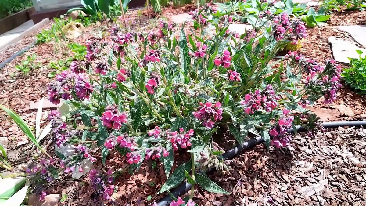 Цветение медуницы в полном разгаре.