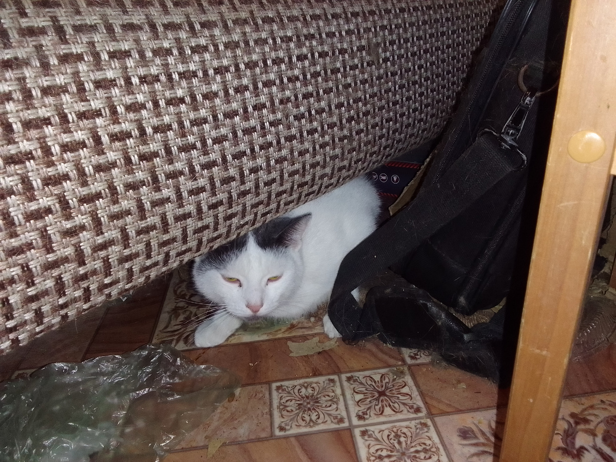 Кныш ищет улики под диваном.