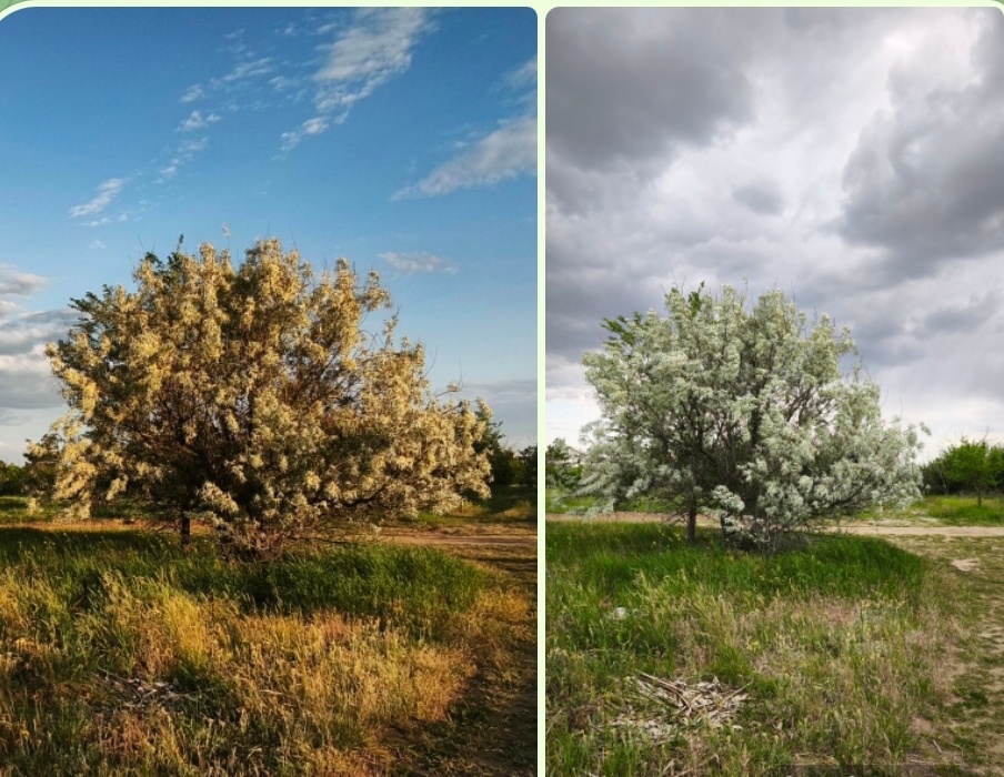 Ива (кажется) по пути к дому, наша степная, может расти и без воды)