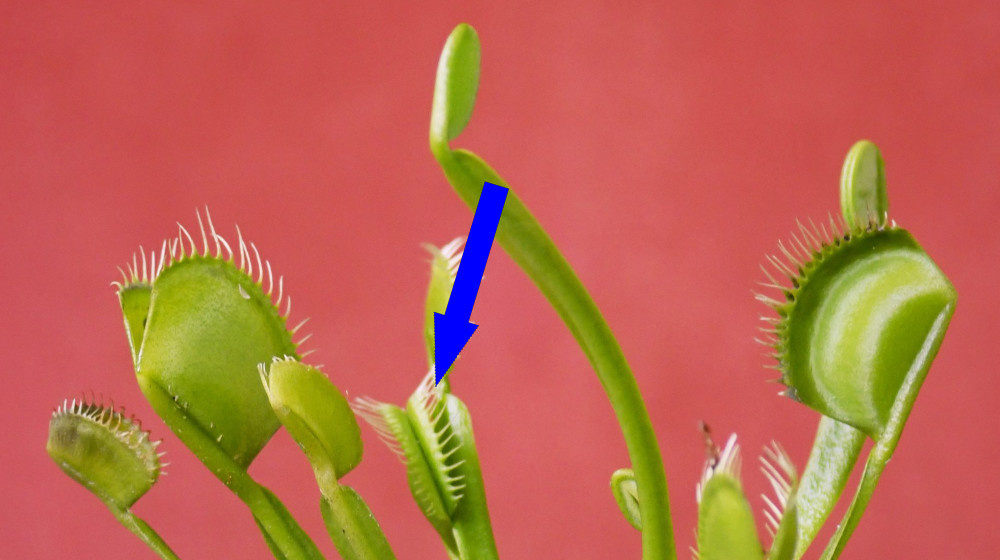    Венерина мухоловка умеет считать до двух и вот почему это гениально