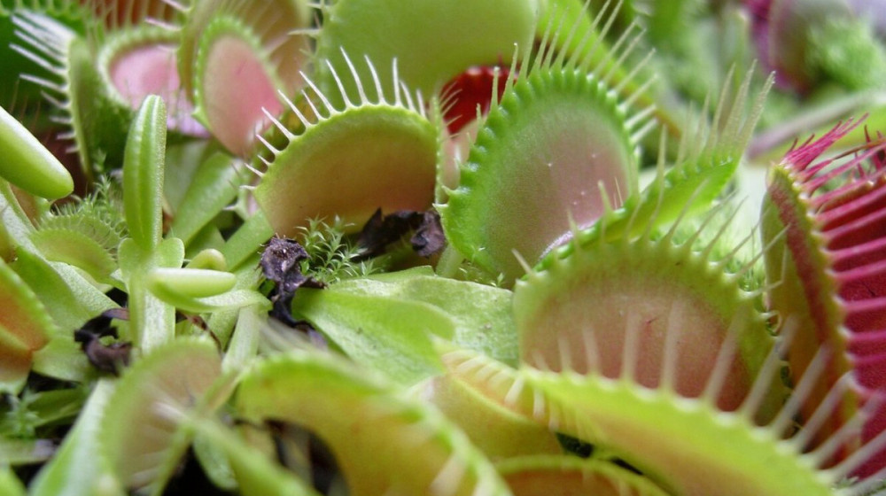    Венерина мухоловка умеет считать до двух и вот почему это гениально