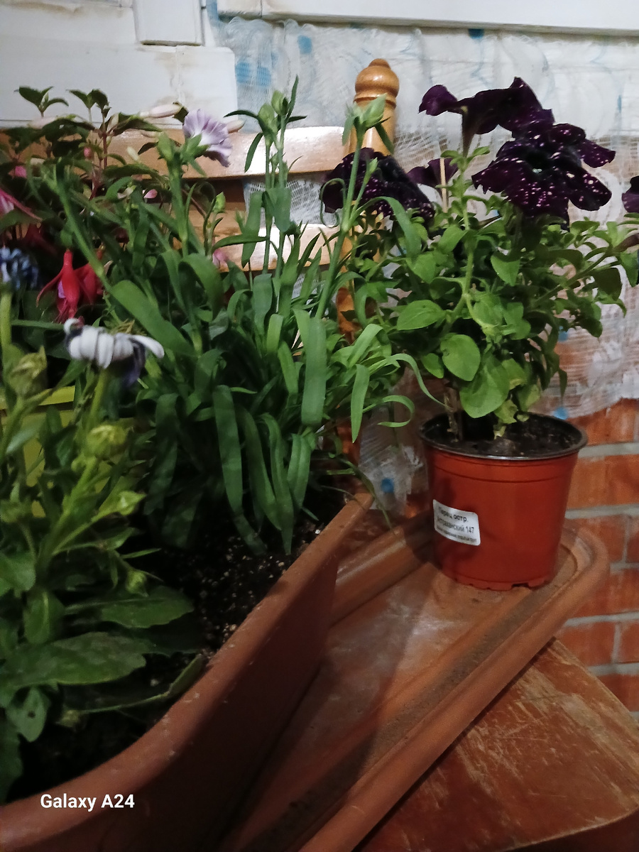 Мои цветочки)))