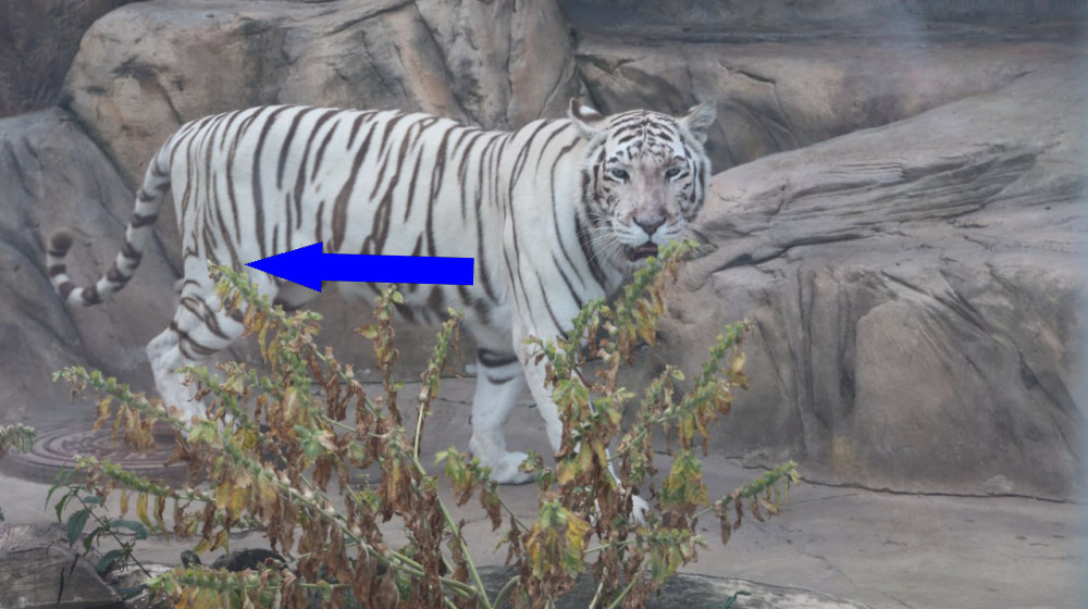    Белые тигры – генетическое чудо или ошибка природы