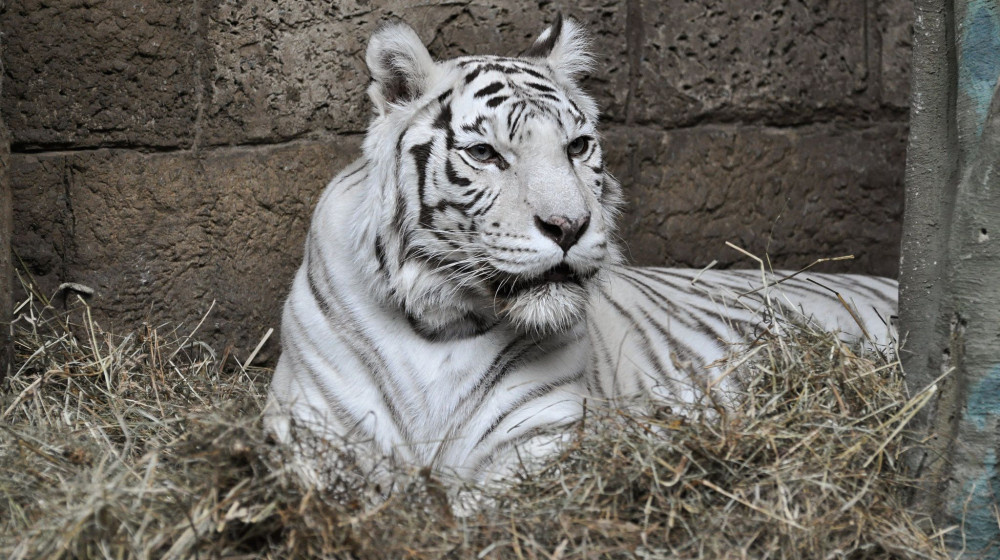    Белые тигры – генетическое чудо или ошибка природы