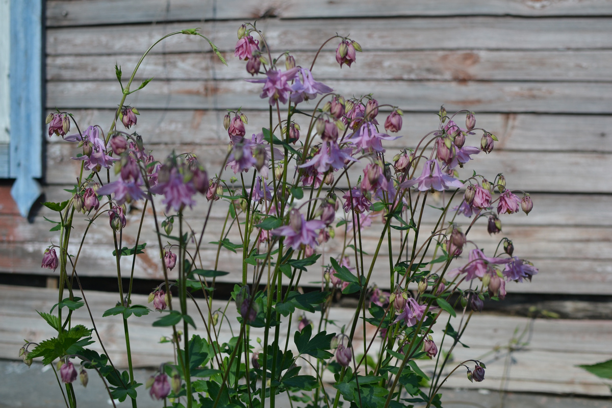 Аквилегия-самосейка (или самозванка) нынче взяла полтора метра в высоту. 