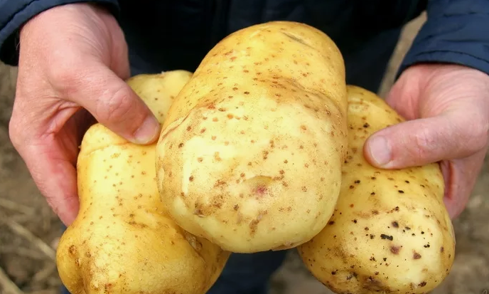 Крупная картошка