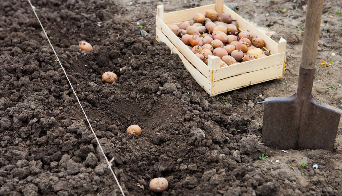 Высадка картошки