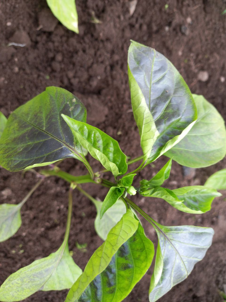 Фото автора Листья с фиолетовым оттенком.