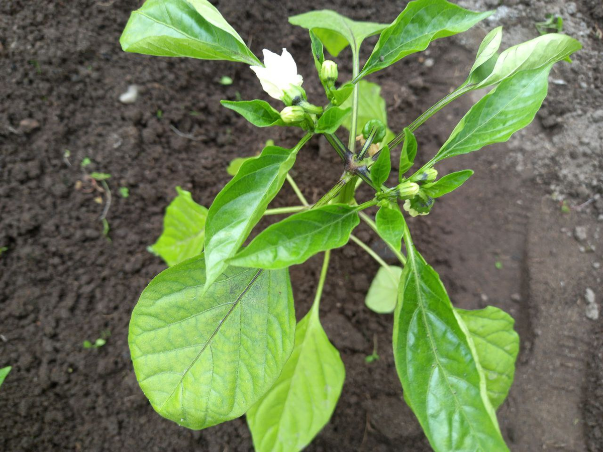 Фото автора. Листья загнуты кверху.