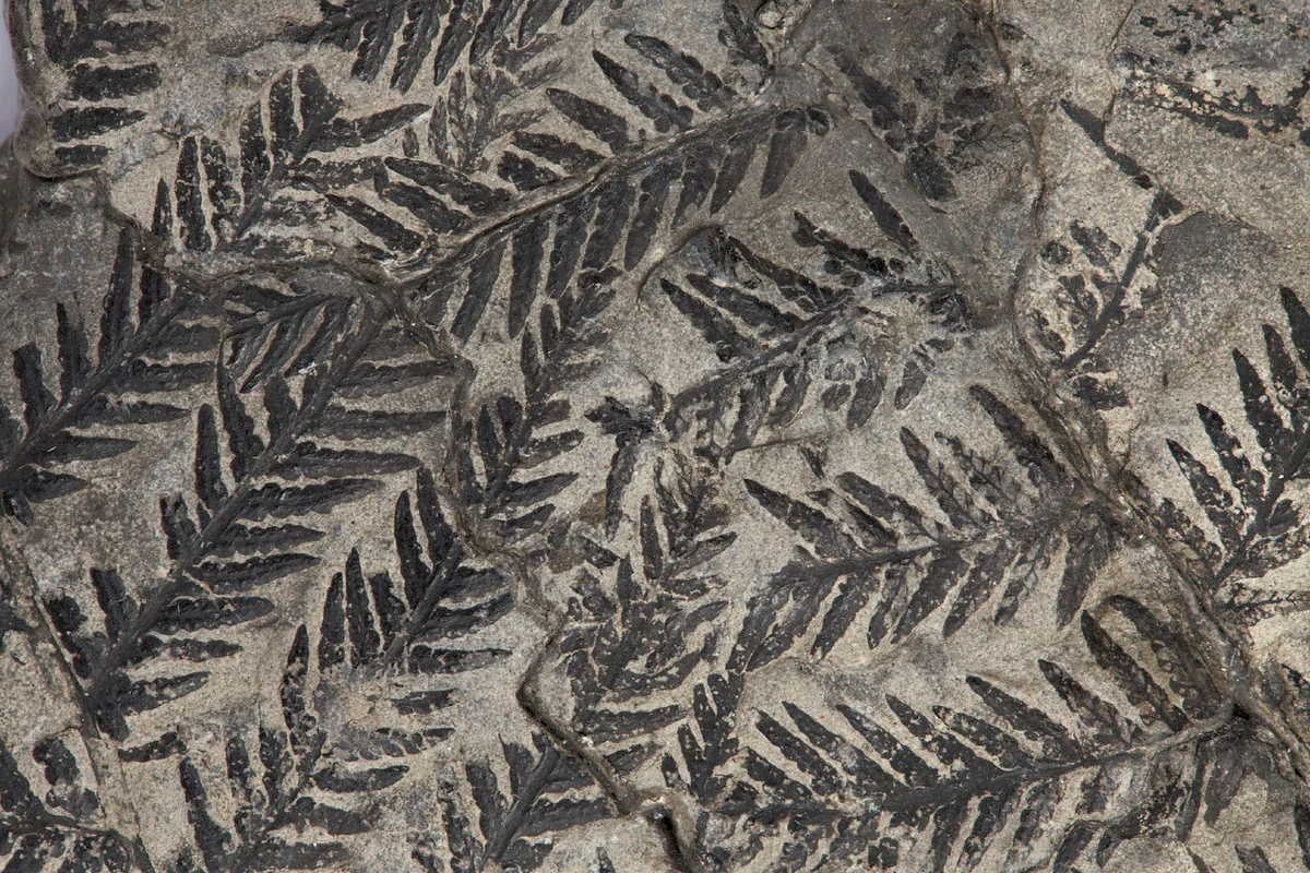 Карбоновые окаменелости папоротника Alethopteris из музея Блэк-Кантри