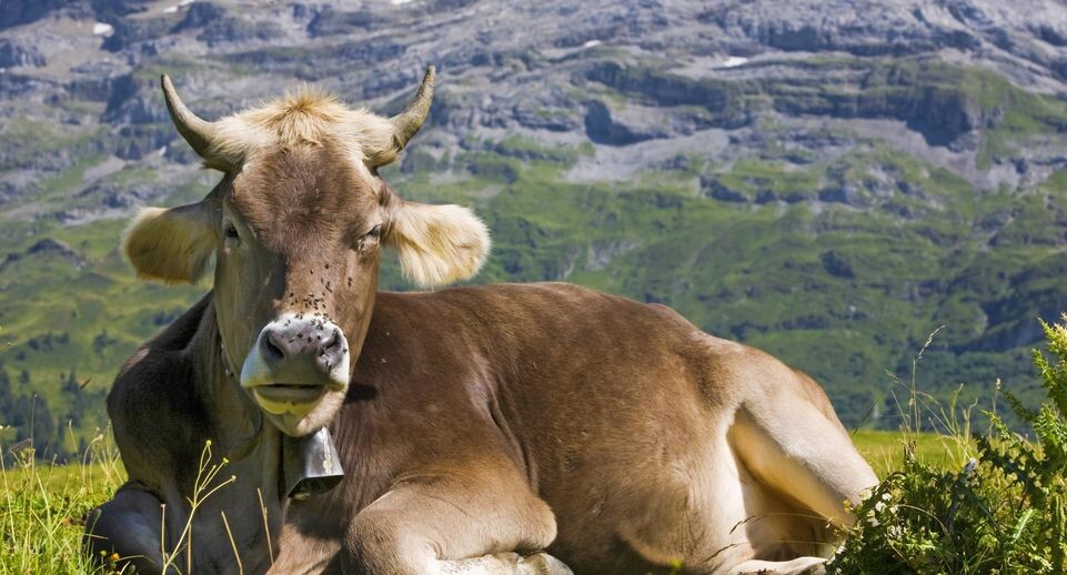    L. Koch/blickwinkel / www.globallookpress.com