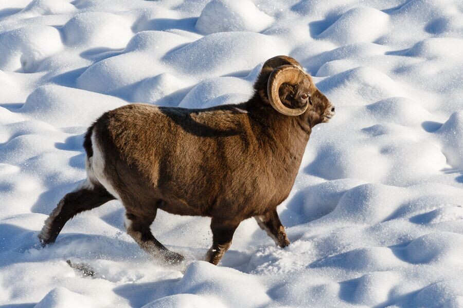Горный баран - удачный трофей.