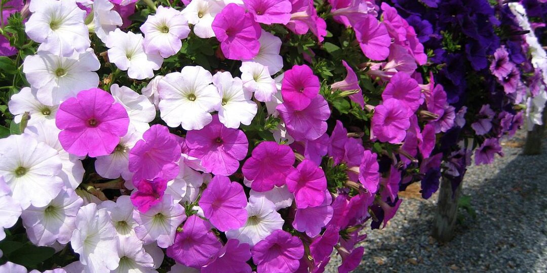 Лайфхаки опытных цветоводов: как сделать петунию невероятно пышной и яркой