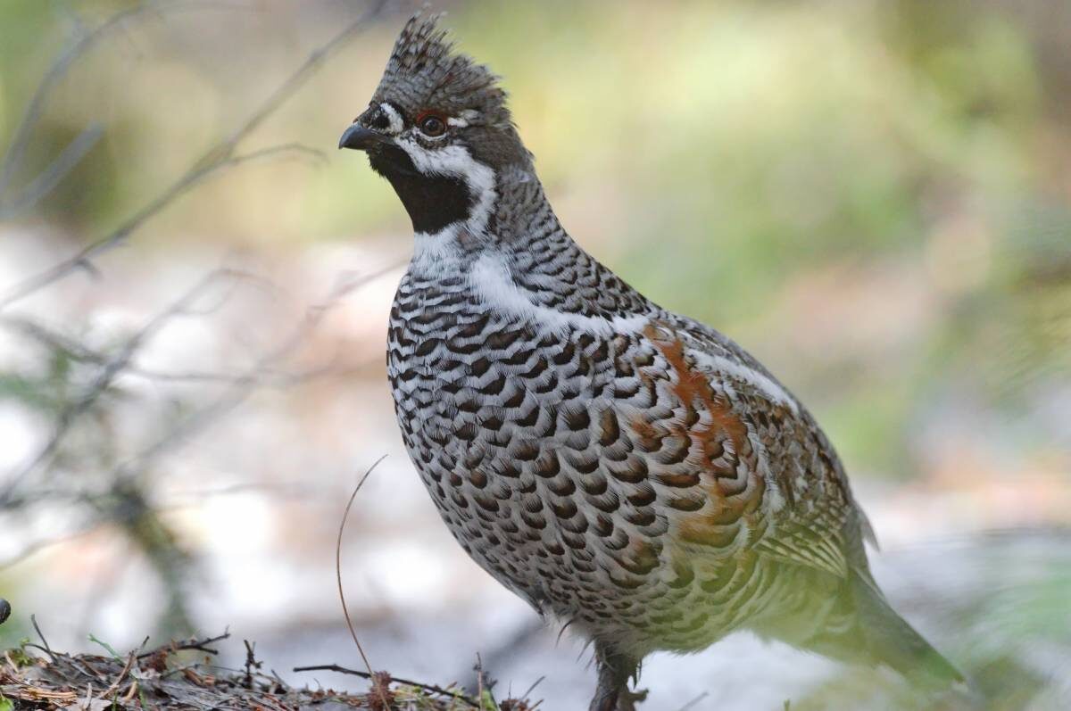 Рябчик на природе.