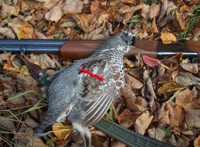 Из рябчика можно приготовить отличные деликатесы.
