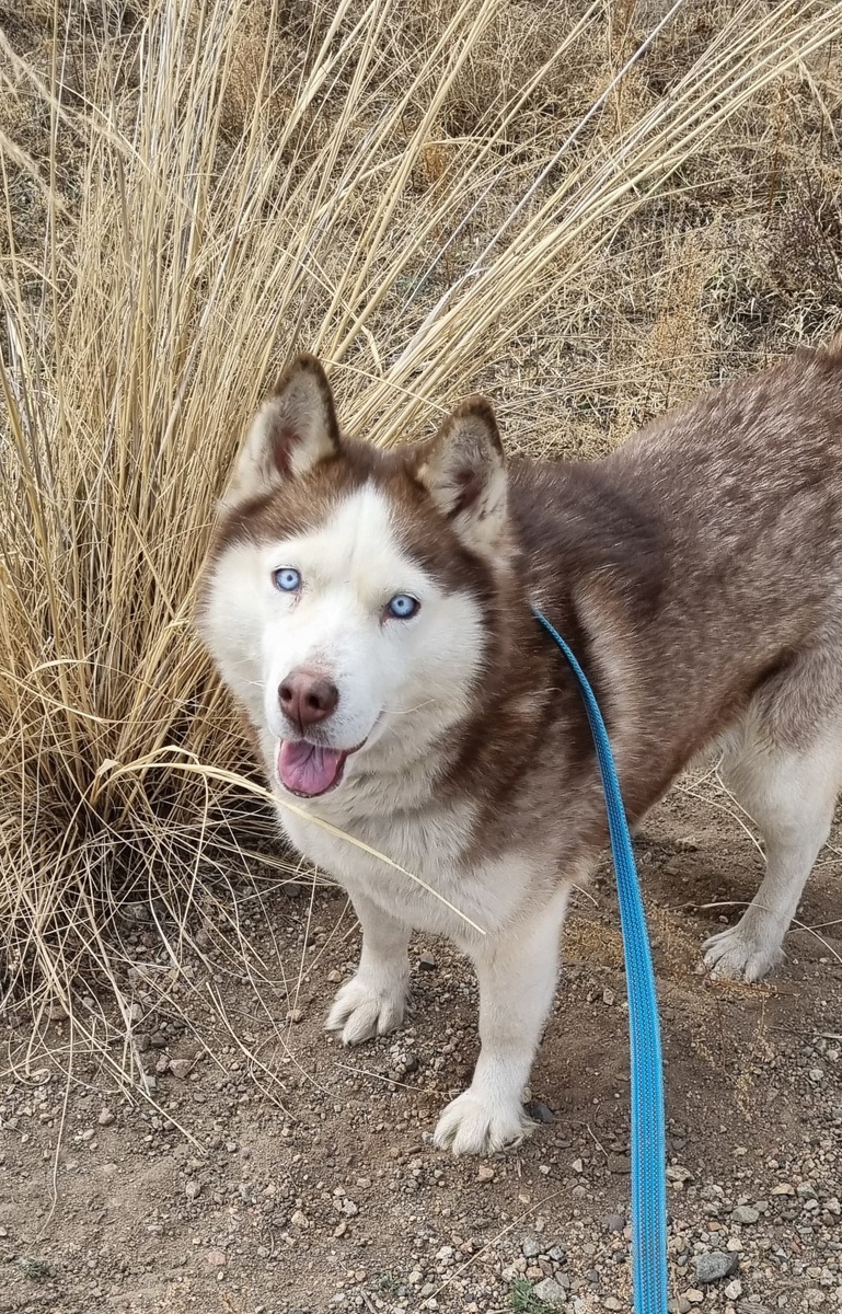 Наша красавица- Вьюга