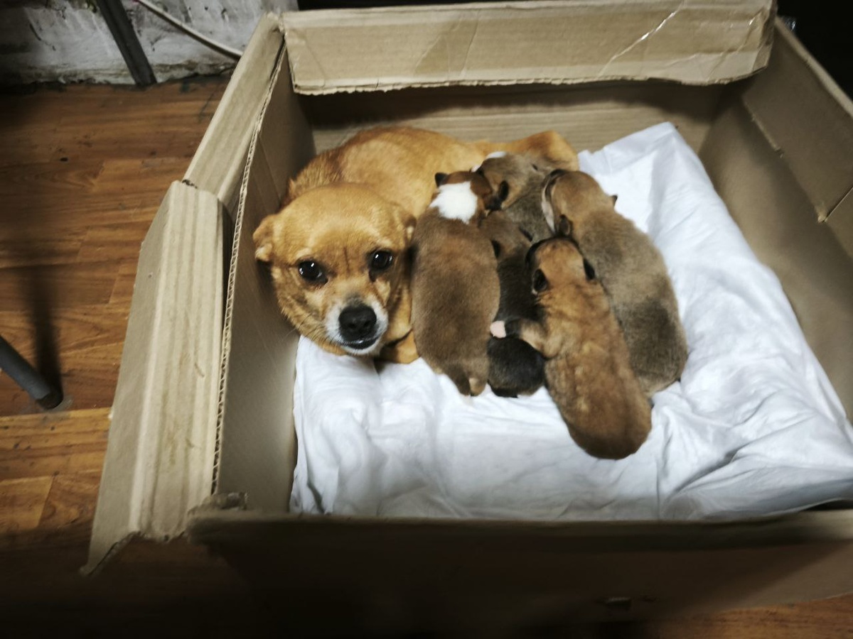 Ася с щенятками в разрушенном детском саду 