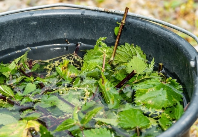 Почему мы неправильно используем бродиловку, травяной настой: агрономы советуют - 3 ошибки снизит урожайность, приведут к хворям