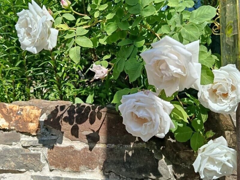    Фото Елены Бересневой. Ольга Дмитриенко