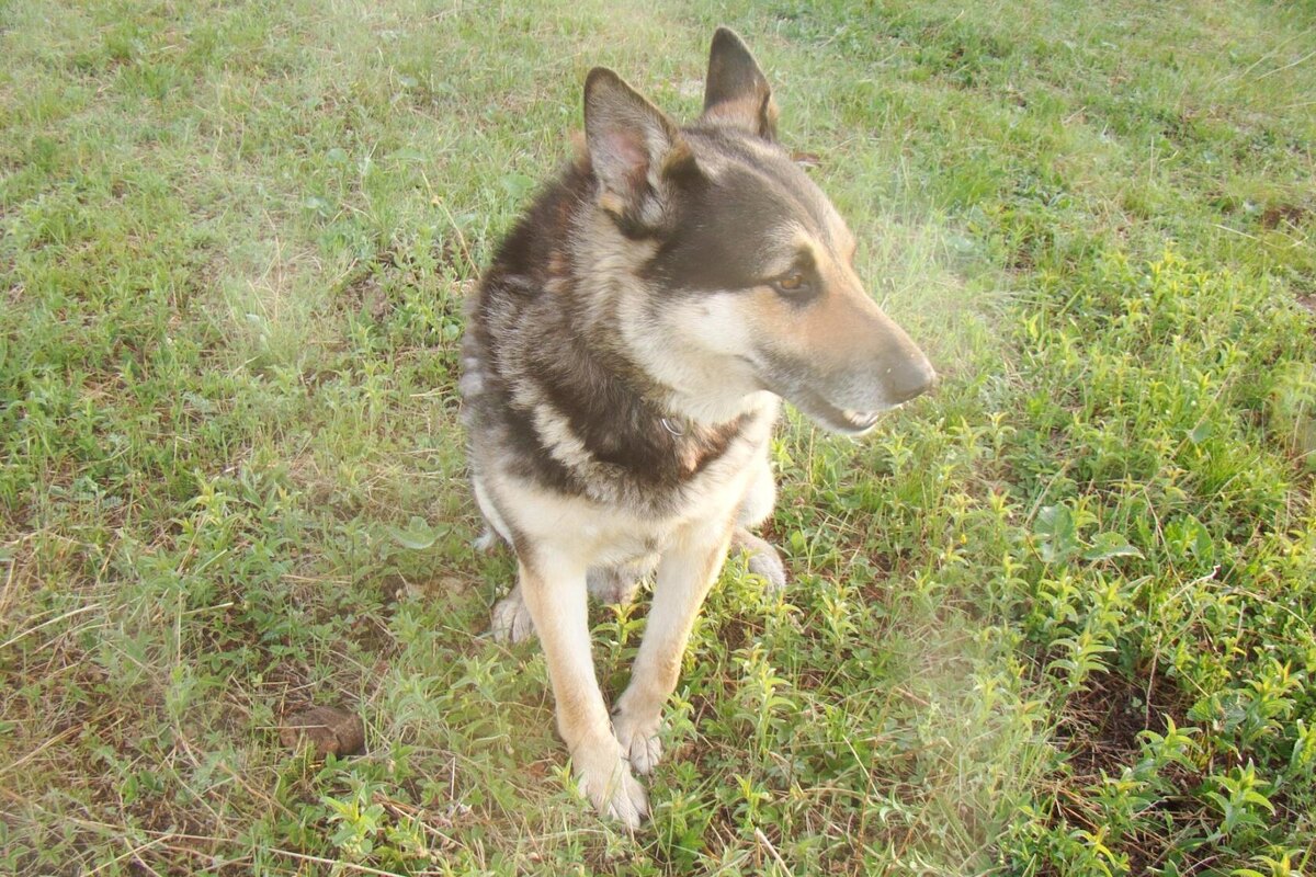 Греюшка на выгуле. Уже ему здесь лет восемь