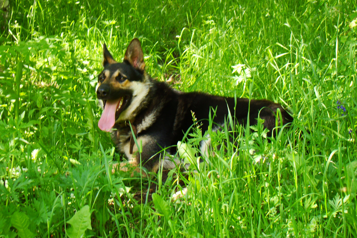 Грею два года. На пасеке в горах