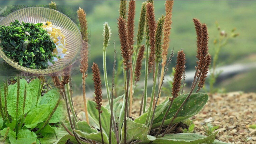 1. Салат с подорожником и яйцомИнгредиенты:Листья молодого подорожника — 1 стаканВарёное яйцо — 2 штЗелёный лук — по вкусуСметана или йогурт — 2 ст. л.Соль, перец — по вкусуПРИГОТОВЛЕНИЕ:Промойте листья подорожника, обсушите и мелко нарежьте. Добавьте нарезанные яйца и зелёный лук. Заправьте сметаной, посолите, поперчите.2. Витаминный салат с подорожником и огурцомИнгредиенты:Подорожник — горстьОгурец — 1 штРедис — 3–4 штЛимонный сок — 1 ч. л.Масло оливковое — 1 ст. л.Соль по вкусу ПРИГОТОВЛЕНИЕ:Нарежьте все овощи и подорожник. Заправьте лимонным соком и маслом. Перемешайте и подавайте свежим.3. Салат с подорожником и авокадоИнгредиенты:Листья подорожника — 1 стаканАвокадо — 1 штПомидоры черри — 5–6 штСок половины лимонаОливковое масло — 1–2 ст. л.Соль, перецПРИГОТОВЛЕНИЕ: Порежьте авокадо и черри, добавьте к измельчённым листьям подорожника. Заправьте лимонным соком и маслом, перемешайте.