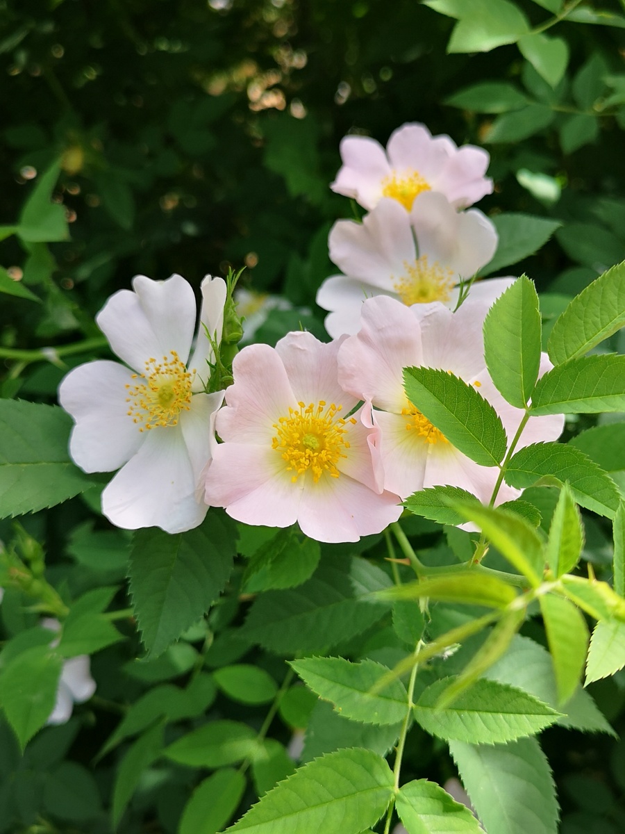 Фарфор шиповника