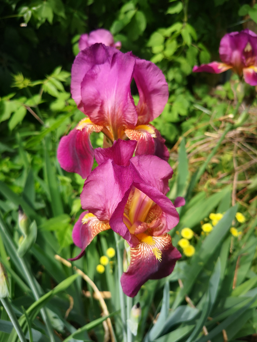 Царственность ириса