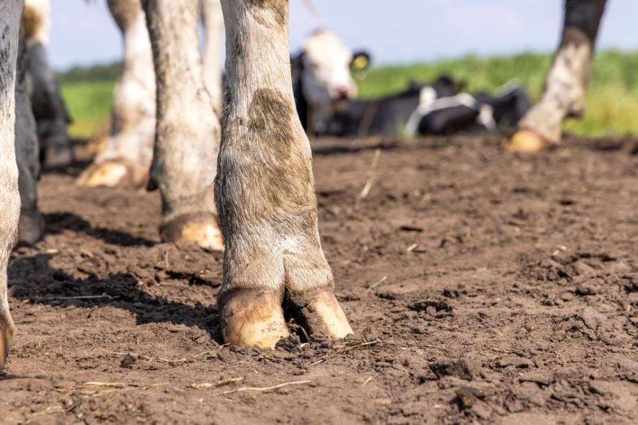    Shutterstock/FOTODOM