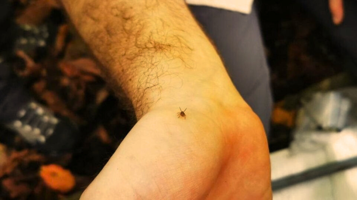 Osnovnyye periody ukusov kleshchey