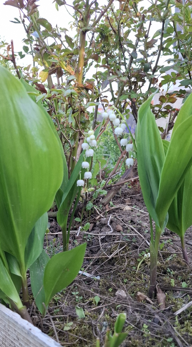 Фото автора канала. Зацвёл ландыш.