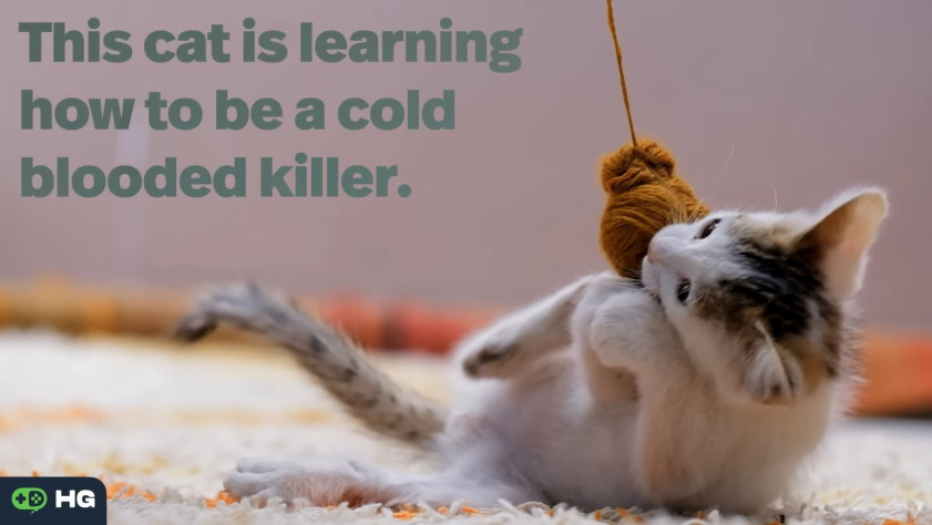 "Этот кот учиться быть хладнокровным убийцей".