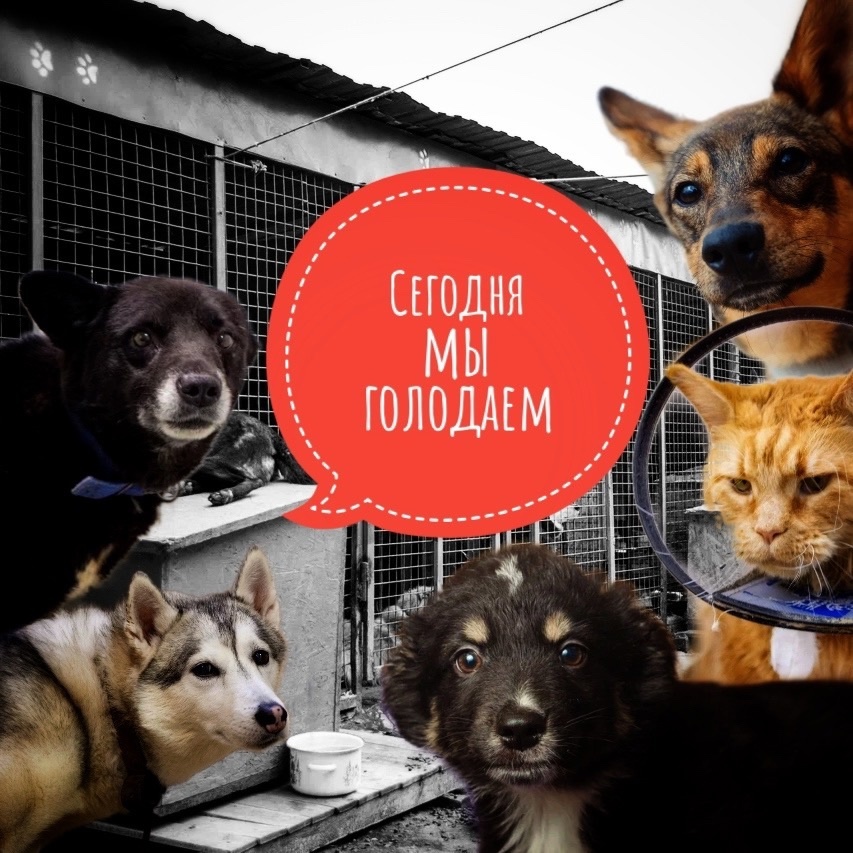  Люди, животные ГОЛОДНЫЕ! 500 СОБАК В ЧАСТНОМ ПРИЮТЕ!