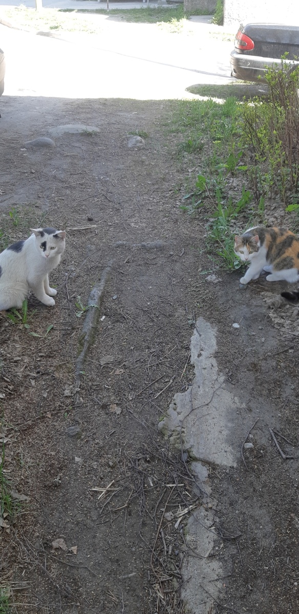 -"Что за кот сюда направляется? Это твой муж?" Не знаю, первый раз его вижу!"