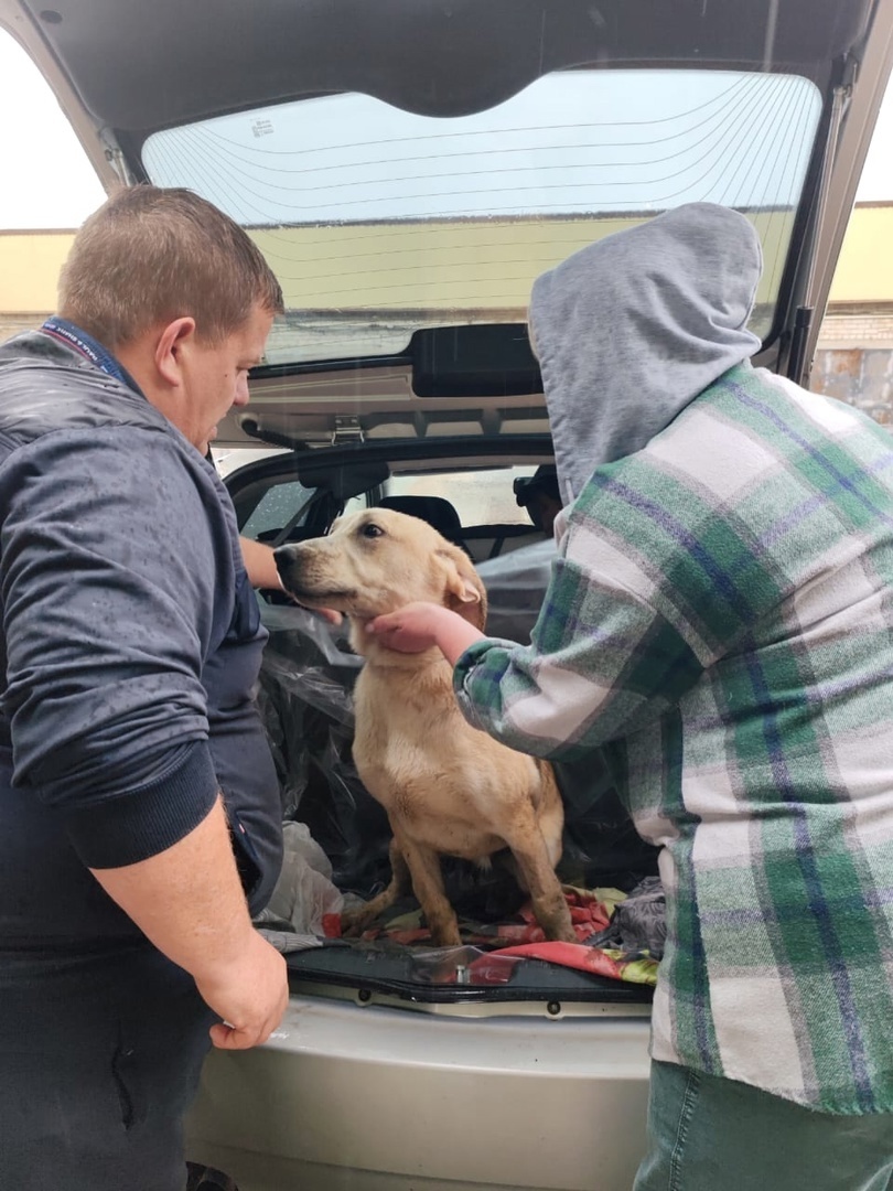 11 мая 2025 года, Рабикс едет в долгожданный "дом"...