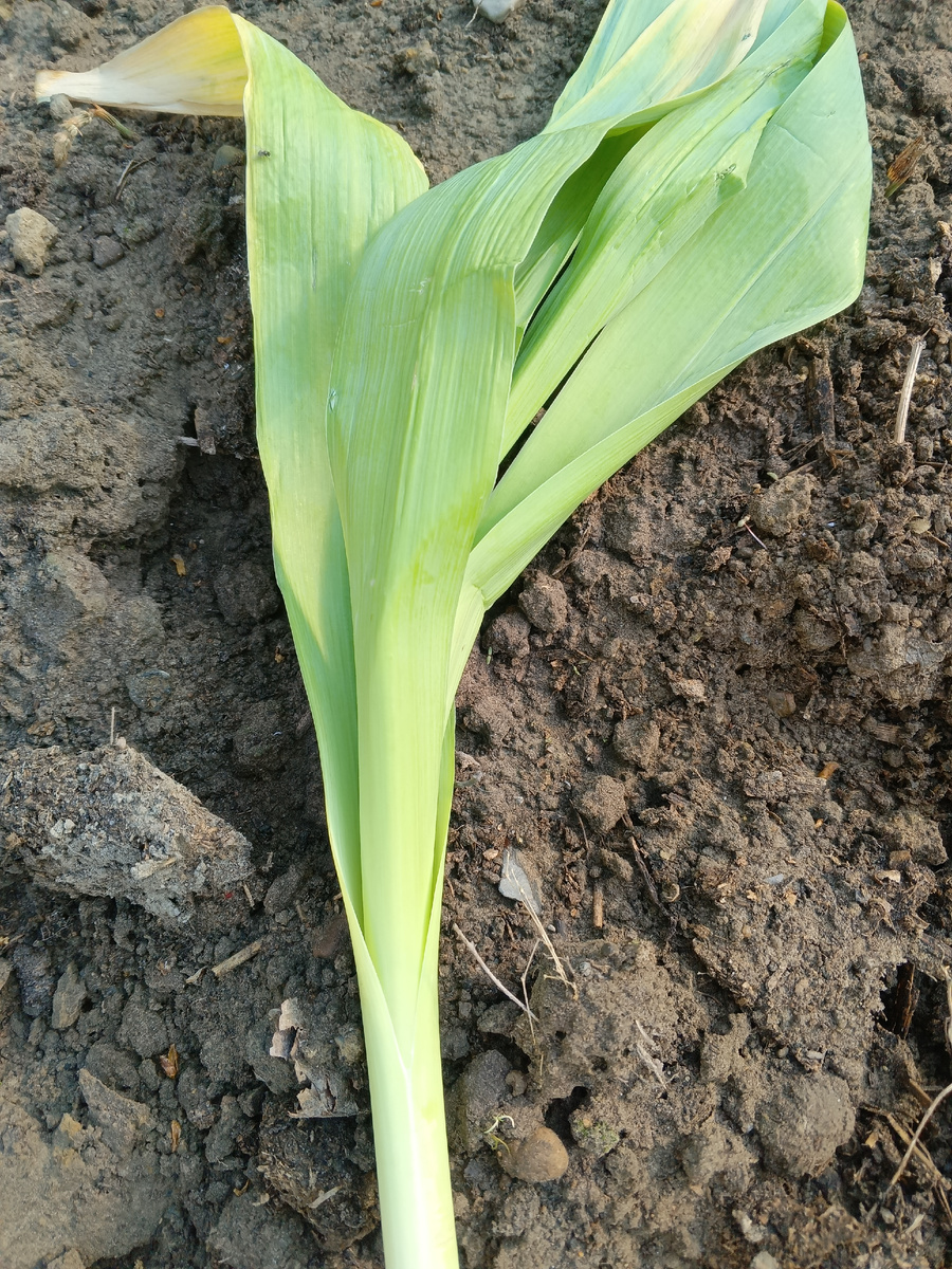 фото автора: так выглядит лук Суворова