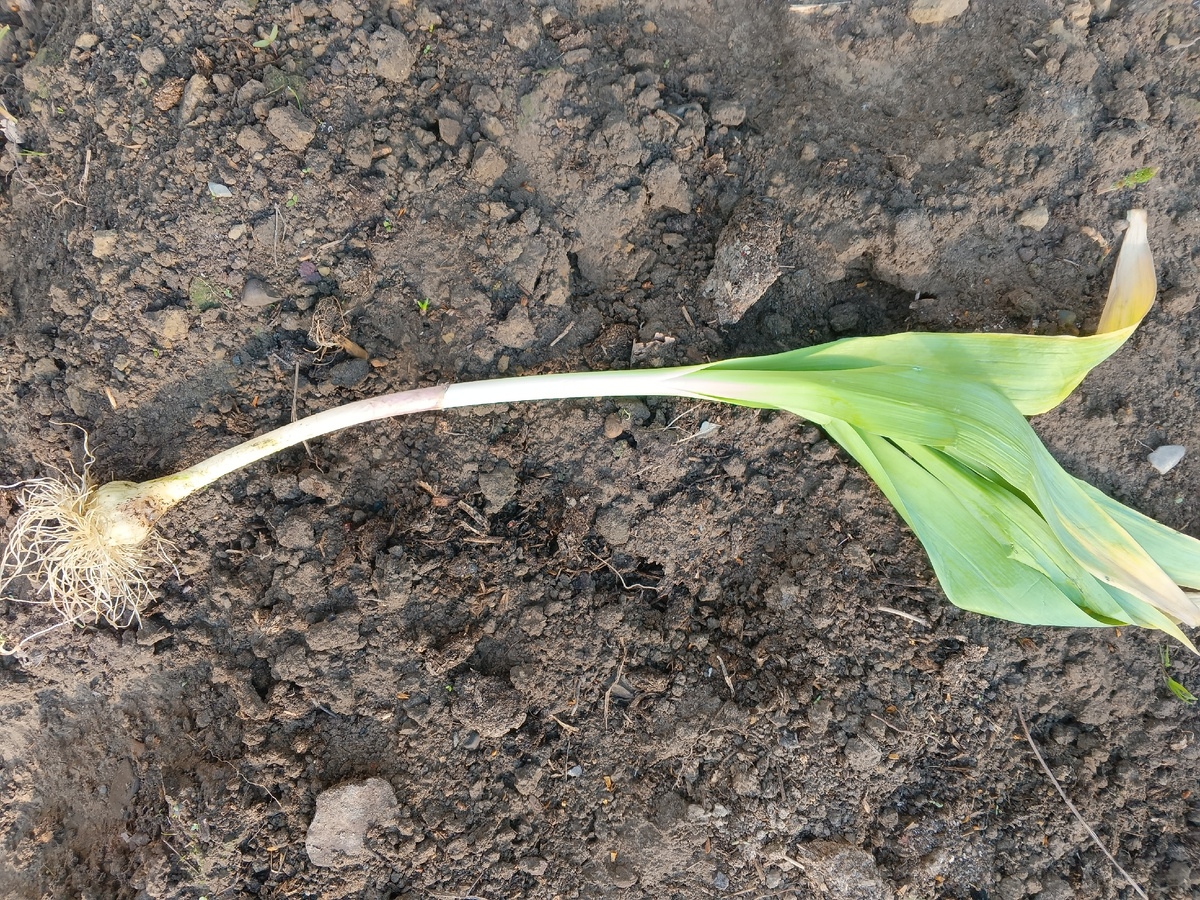 фото автора: анзур, сегодня буду высаживать, у меня одна луковичка