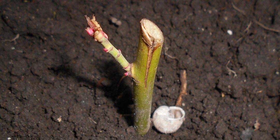 Пересадка роз: когда и как сделать это правильно для пышного цветения