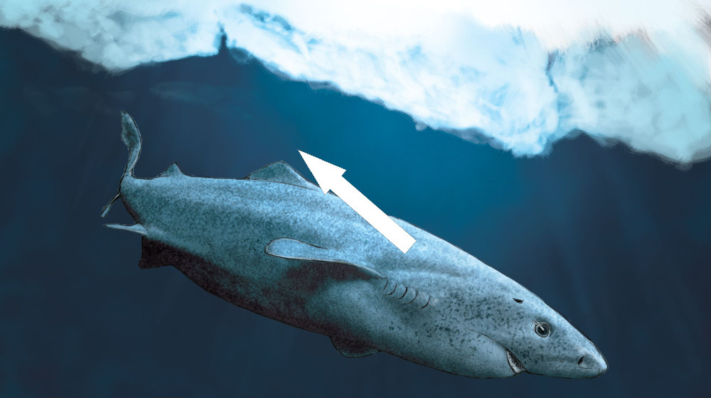    Как гренландские акулы живут 500 лет и почему это меняет науку