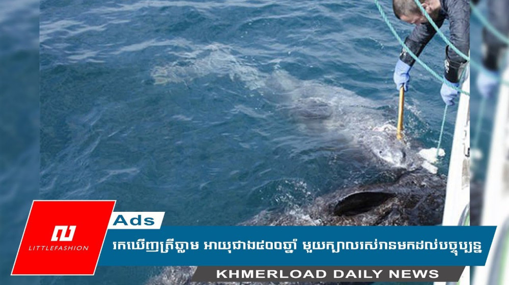    Как гренландские акулы живут 500 лет и почему это меняет науку