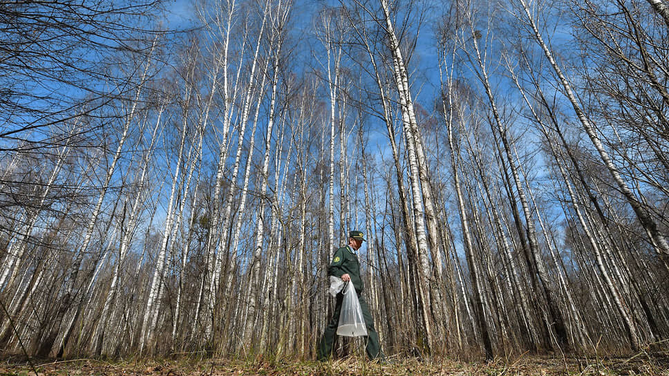 В 2025 году на восстановление лесов в Чувашии выделили 14 млн рублей.📷Фото: Виктор Веткин / Коммерсантъ