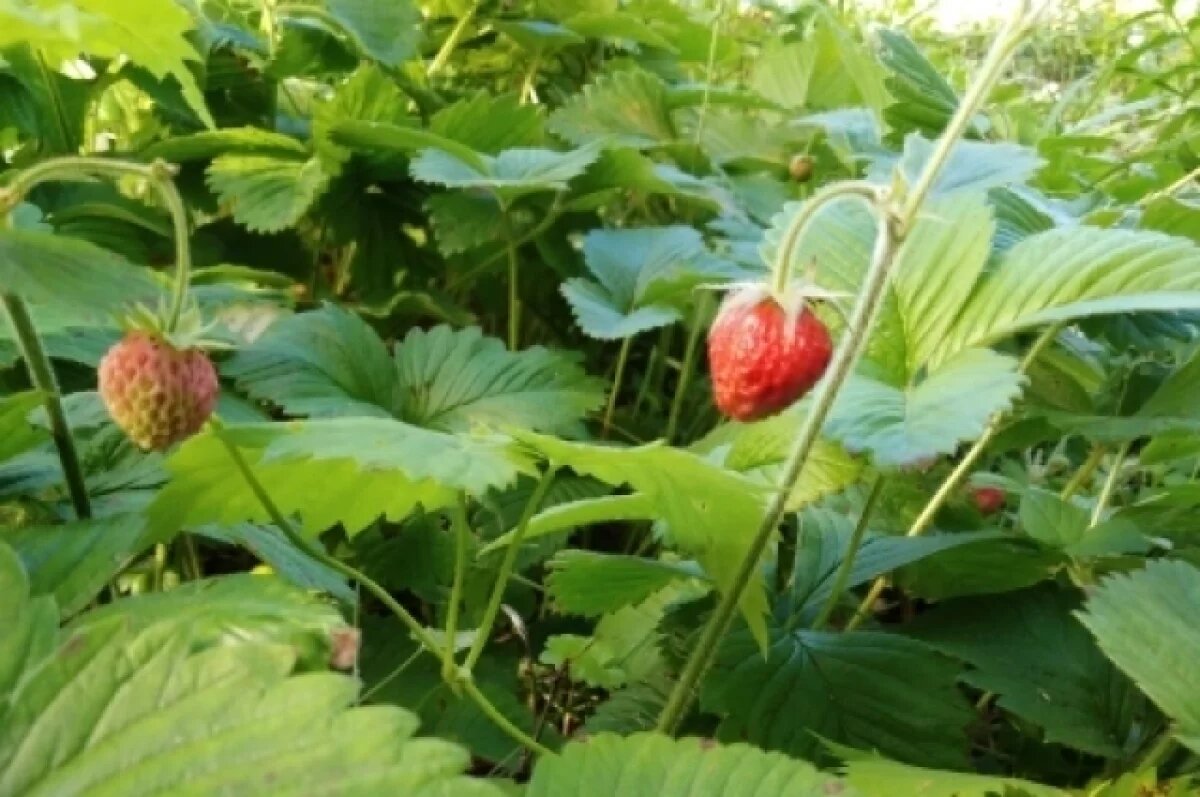    В период цветения земляники надо внимательно следить за изменениями погоды.