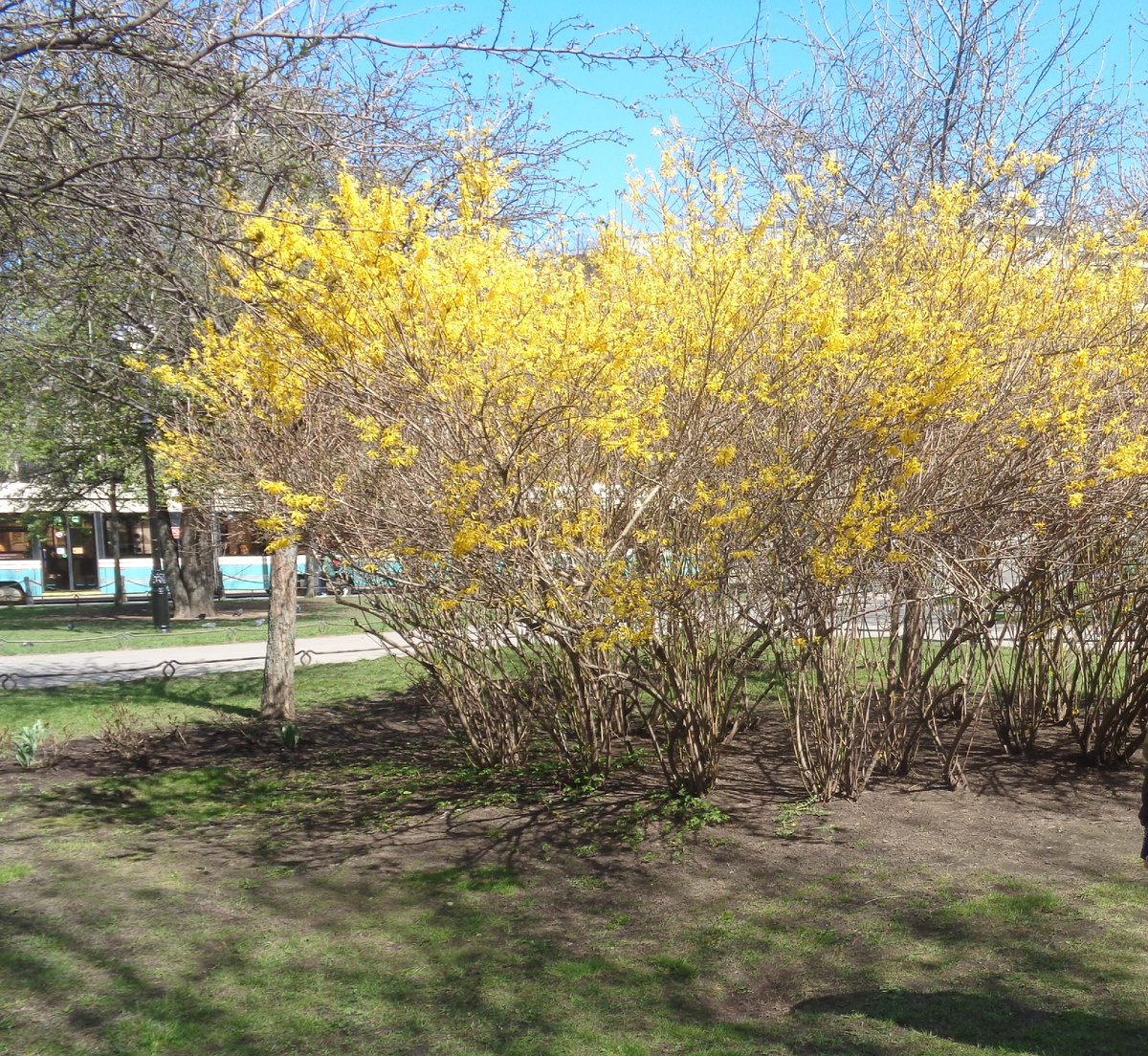 Фото автора. Около станции метро "Горьковская" и Кронверкского проспекта. Май 2025 год.