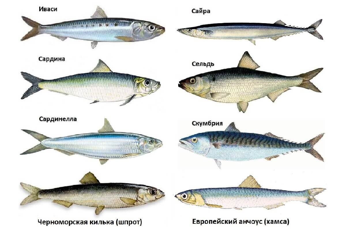 К сардинам относятся многие известные нам виды рыбы